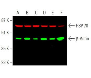 HSC70/HSP70 Antibody (W27) - Western Blotting - Image 369503