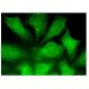 HSPB2 Antibody (F-9) - Immunofluorescence - Image 324930 