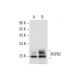 HSPB2 Antibody (F-9) - Western Blotting - Image 317946 