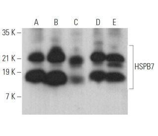 HSPB7 Antibody (F-4) - Western Blotting - Image 369368 
