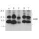 HSPB7 Antibody (F-4) - Western Blotting - Image 369368 