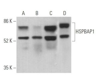 HSPBAP1 Antibody (B-1) - Western Blotting - Image 369400 