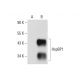 HspBP1 Antibody (D-2) - Western Blotting - Image 72430