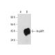 HspBP1 Antibody (D-2) - Western Blotting - Image 72432 