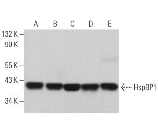 HspBP1 Antibody (E-3) - Western Blotting - Image 366333