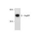 HspBP1 Antibody (F-11) - Western Blotting - Image 288630