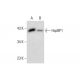 HspBP1 Antibody (F-11) - Western Blotting - Image 299342 