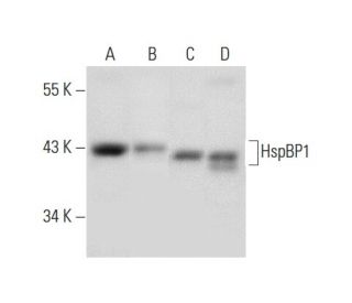 HspBP1 Antibody (F-11) - Western Blotting - Image 303767 