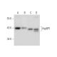 HspBP1 Antibody (F-11) - Western Blotting - Image 303767 