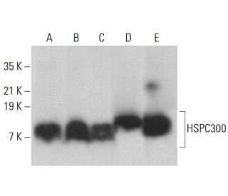 HSPC300 Antibody (G-4) - Western Blotting - Image 379725 