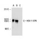 HSV-1 ICP0 Antibody (11060) - Western Blotting - Image 13577