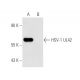 HSV-1 UL42 Antibody (13C9) - Western Blotting - Image 14091