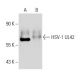HSV-1 UL42 Antibody (2H4) - Western Blotting - Image 14090