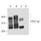 HSV-2 gE Antibody (E10b) - Western Blotting - Image 401790