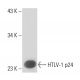 HTLV-1 p24 Antibody (6G9) - Western Blotting - Image 16371