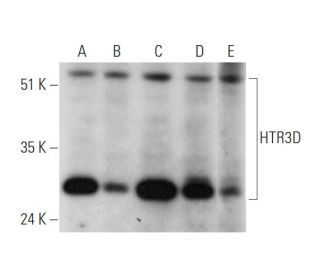 HTR3D Antibody (G-5) - Western Blotting - Image 344506