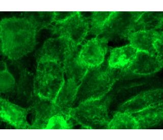 HtrA Antibody (B-8) - Immunofluorescence - Image 374068 