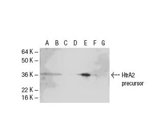 HtrA2 Antibody (1B3) - Western Blotting - Image 47920 