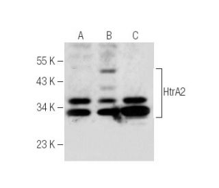 HtrA2 Antibody (C-10) - Western Blotting - Image 286065 