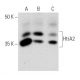 HtrA2 Antibody (C-10) - Western Blotting - Image 358477