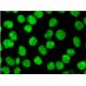 HtrA2 Antibody (E-3) - Immunofluorescence - Image 143171 