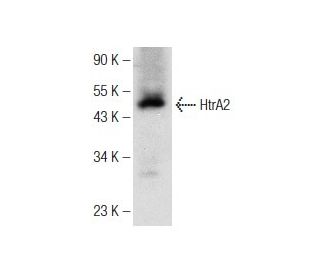 western blotting image from recommended HtrA2 (E-3) monoclonal antibody replacement. Image 142669