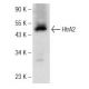 western blotting image from recommended HtrA2 (E-3) monoclonal antibody replacement. Image 142669