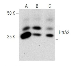 HtrA2 Antibody (C-10) - Western Blotting - Image 358477The Double Nickase Plasmid features a U6 promoter for sgRNA expression, a 20 nt targeting sequence, and a gRNA scaffold to guide Cas9n. It includes a CBh promoter for Cas9n (D10A) and puromycin resistance, GFP for transfection verification, and nuclear localization signals (NLS). The 2A peptide allows co-expression of Cas9n and Puro from a single promoter, enabling precise genome editing with reduced off-target effects.
