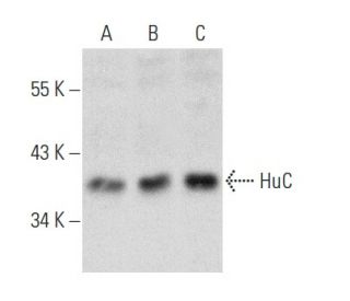 HuC Antibody (D-6) - Western Blotting - Image 354340