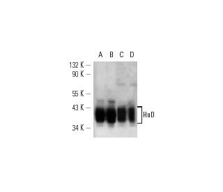 western blotting image from recommended HuD (H-9) monoclonal antibody replacement. Image 12793