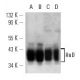 western blotting image from recommended HuD (H-9) monoclonal antibody replacement. Image 12793
