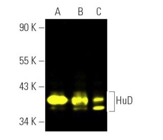 HuD Antibody (H-9) - Western Blotting - Image 391090