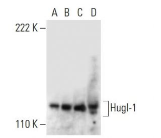 Hugl-1 Antibody (A-2) - Western Blotting - Image 300389 