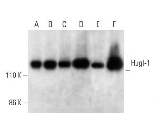 Hugl-1 Antibody (B-6) - Western Blotting - Image 300390 