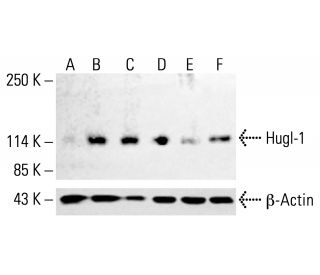 Hugl-1 Antibody (B-6) - Western Blotting - Image 412914 