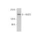 HUGT2 Antibody (G-7) - Western Blotting - Image 346462 
