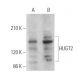 HUGT2 Antibody (G-7) - Western Blotting - Image 372402