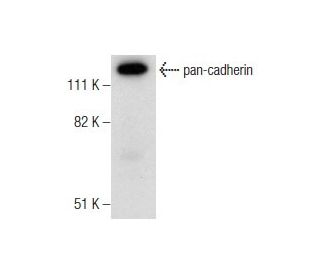 human colon extract SCBT Santa Cruz Biotechnology