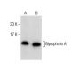 Glycophorin A Antibody (H-12) - Western Blotting - Image 282060 