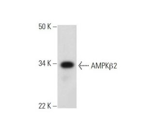 AMPKβ2 Antibody (F-8) - Western Blotting - Image 291030 
