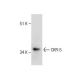 CKR-5 Antibody (E-6) - Western Blotting - Image 282609
