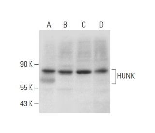 HUNK Antibody (B-7) - Western Blotting - Image 326482 