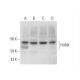 HUNK Antibody (B-7) - Western Blotting - Image 326482 