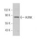 HUNK Antibody (B-7) - Western Blotting - Image 366172