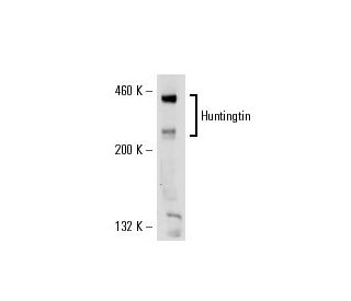 Huntingtin Antibody (3H2242) - Western Blotting - Image 17805 