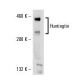 Huntingtin Antibody (3H2242) - Western Blotting - Image 17805 