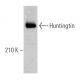 Huntingtin Antibody (3H2242) - Western Blotting - Image 362242 