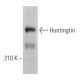 Huntingtin Antibody (3H2242) - Western Blotting - Image 362248