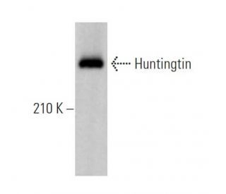 Huntingtin Antibody (4E10) - Western Blotting - Image 362243 