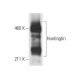 Huntingtin Antibody (8A4) - Western Blotting - Image 12645 